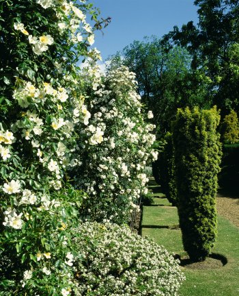 Rosen Groombridge Place, Garten © www.britainonview.com