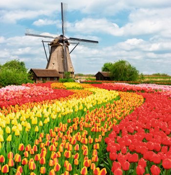 Tulpenblüte in Holland © neirfy - stock.adobe.com